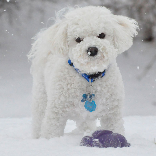 Winter Pets Puzzle